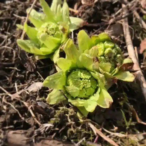 高司神社〜むすびの神の鎮まる社〜の自然