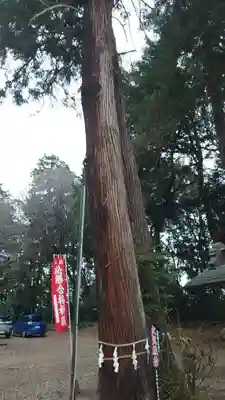 千代ケ岡八幡宮の自然
