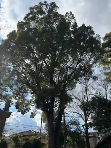 膳所神社の自然