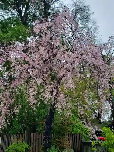 阿佐ヶ谷神明宮(東京都)