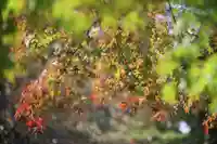 長屋神社の自然