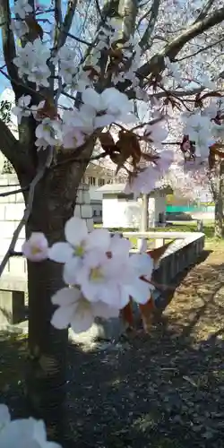 北海道護國神社の自然