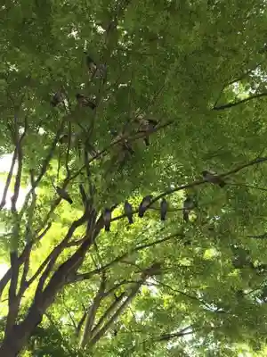 村境榎稲荷大明神の動物