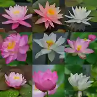 極楽山 浄土寺(北海道)