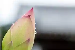 大久寺(神奈川県)(2025年06月12日(木) 18時25分31秒投稿)