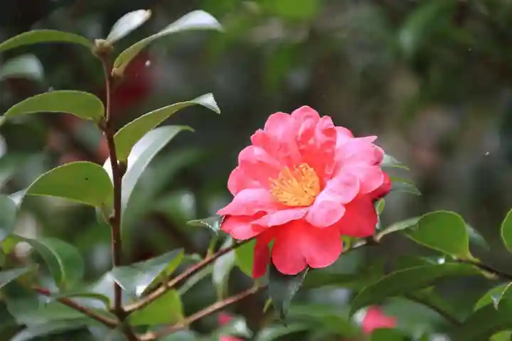 神炊館神社 ⁂奥州須賀川総鎮守⁂の自然
