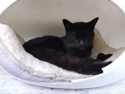 御誕生寺（猫寺）(福井県)