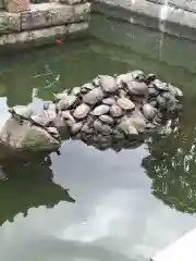 成田山新勝寺の動物