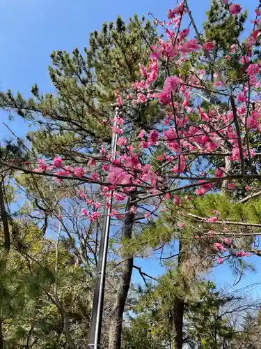 長浜八幡宮の自然