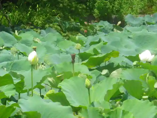 鶴岡八幡宮の自然