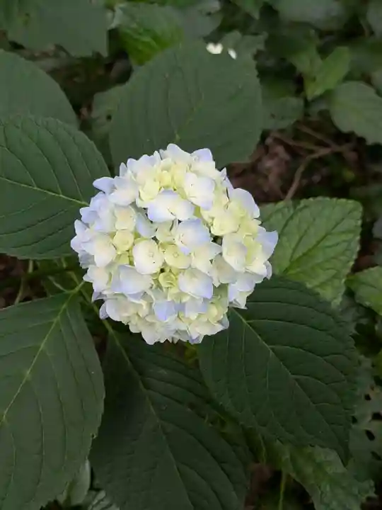 大宝八幡宮(茨城県)