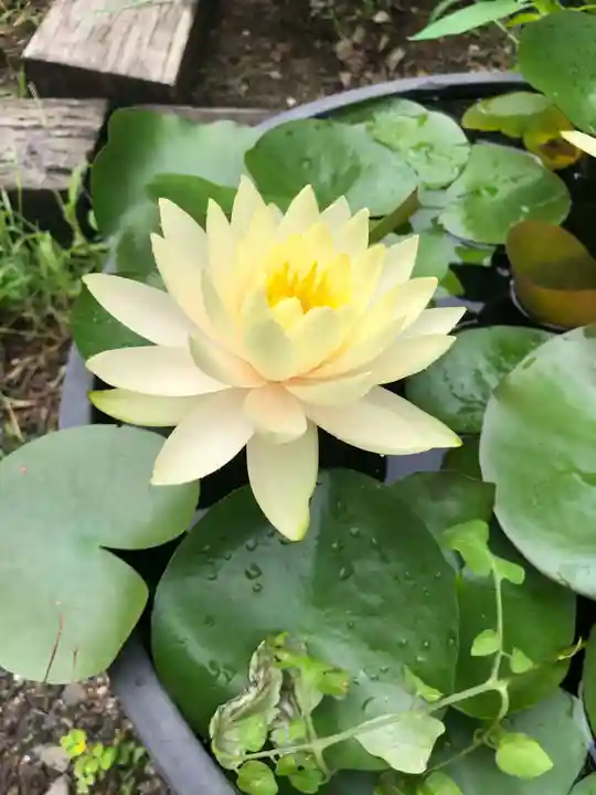 木舟山 順教寺の庭園