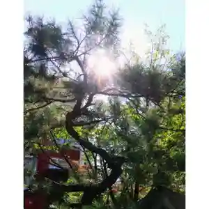 彌彦神社 (伊夜日子神社)の自然(2023年08月24日(木) 13時31分02秒投稿)