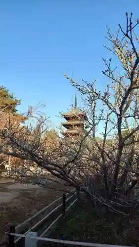 仁和寺の庭園