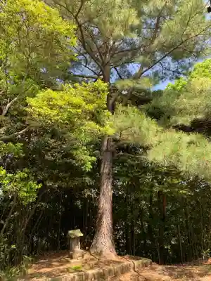 浅間神社の自然