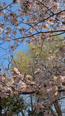 新琴似神社(北海道)