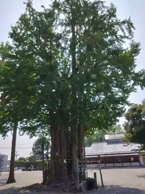 健軍神社の自然