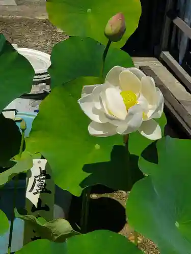 善導寺(福島県)