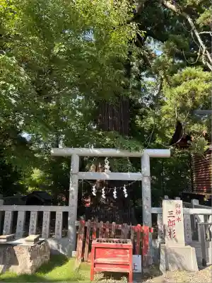 大杉神社(茨城県)