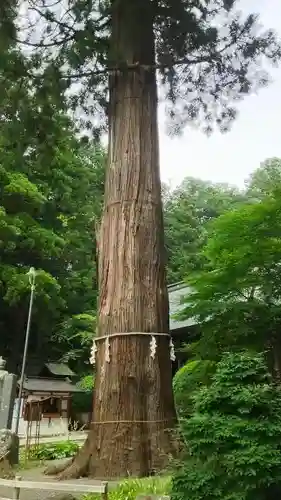 河口浅間神社の自然