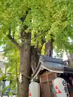 白龍大神社の自然