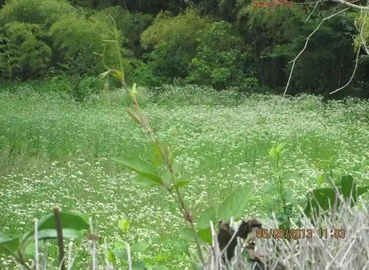華厳寺(鈴虫寺)の自然