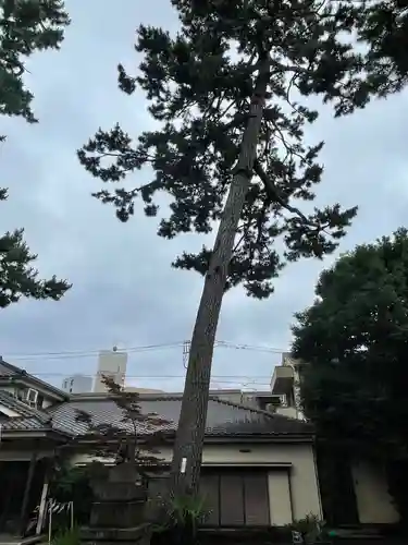 天沼八幡神社の自然