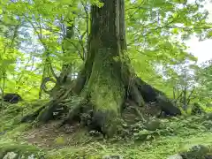 日光東照宮の自然