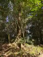 池戸八幡神社の自然