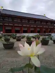 薬師寺の自然