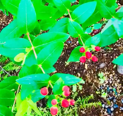 千勝神社の自然