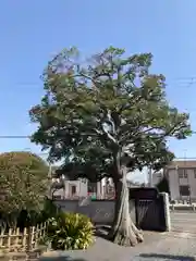 長田寺の庭園