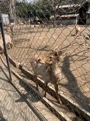 三嶋大社(静岡県)