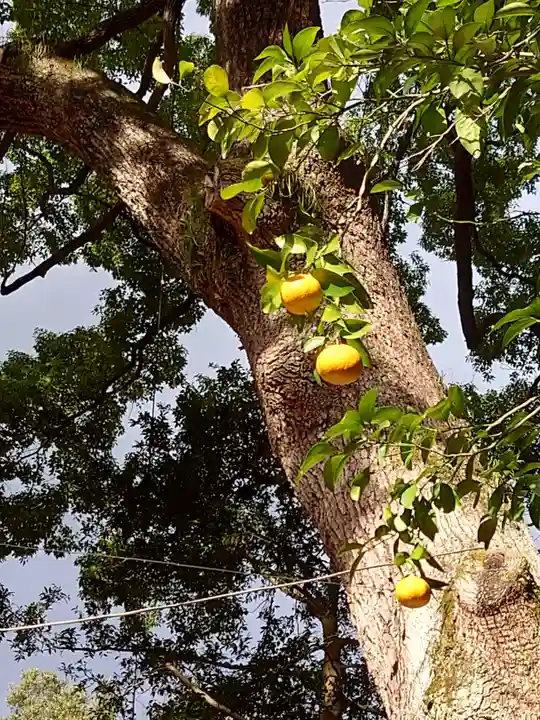 春日大社の自然