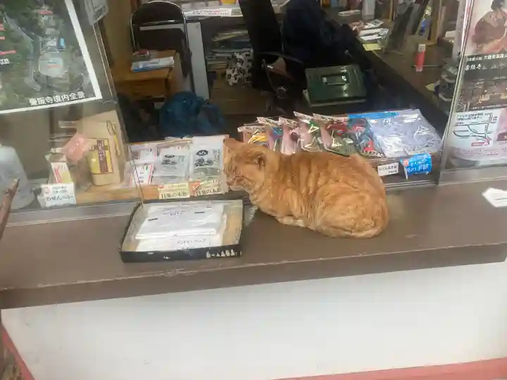 南法華寺(壷阪寺)の動物