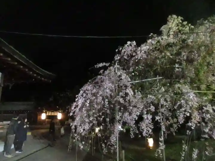 平野神社の自然