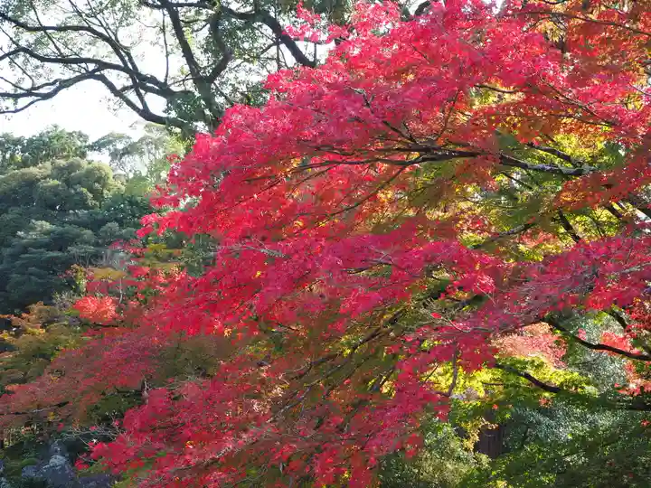 三宝院(三宝院門跡)の自然