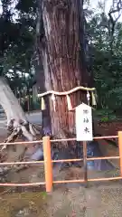 息栖神社の自然