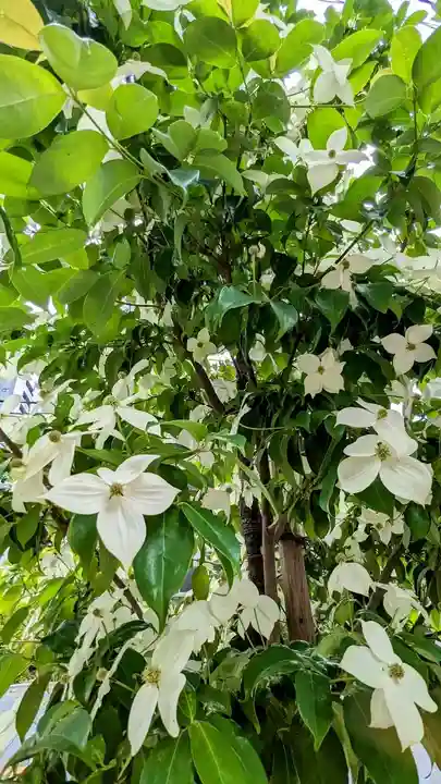 小野照崎神社の自然