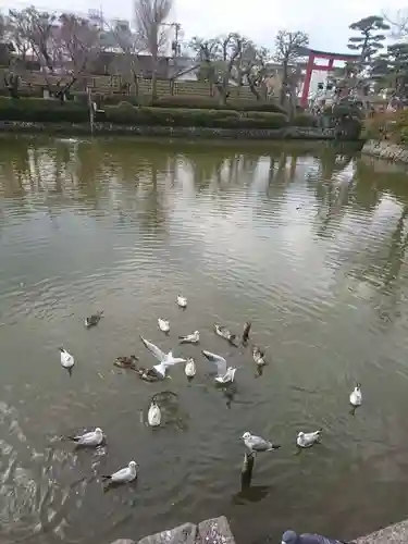 鶴岡八幡宮の動物