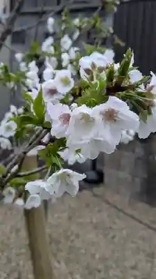 墨染寺（桜寺）(京都府)