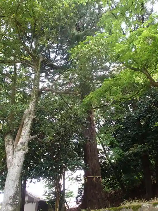 潮津神社の自然