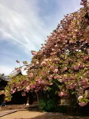 境妙寺(東京都)