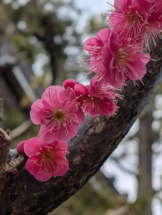 白山神社(東京都)