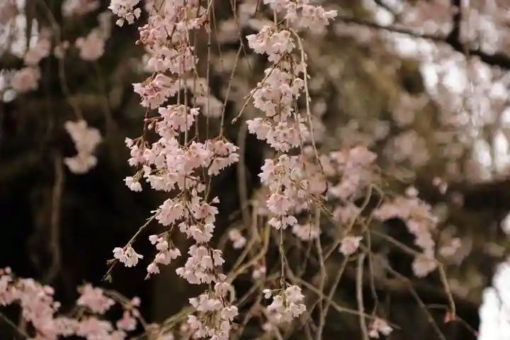 永泉寺の庭園