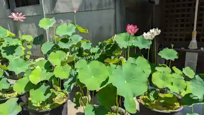 行願寺（革堂）(京都府)