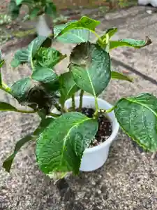 大宮温泉神社の自然(2022年06月02日(木) 08時10分40秒投稿)