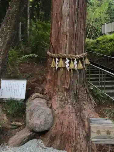 神場山神社の自然