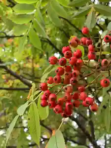 釧路一之宮 厳島神社の自然(2019年09月19日(木) 21時26分26秒投稿)