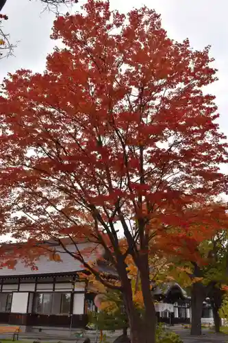 北海道護國神社の自然